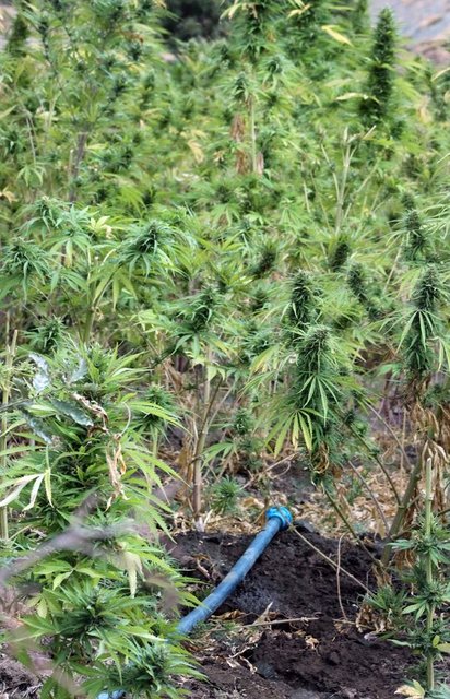 Operasyonda 4 dönüm araziyi tarayan jandarma ekipleri, tespit edilen 8 ayrı tarlada, bir evde yaptığı aramada 650 kilo esrar, 17 ton esrar elde edilebileceği hesaplanan 67 bin hint keneviri ele geçirildi.