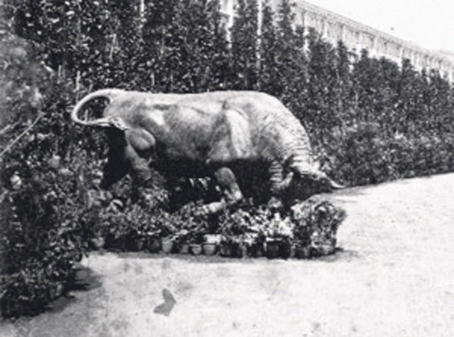 Bizim Boğa İstanbul'a geldiğinde Beylerbeyi'ndeki kardeşi Diklenen Boğa'nın yanında yerini aldığı söylense de Boğa'ya ait en eski fotoğraf Yıldız Şale'den...