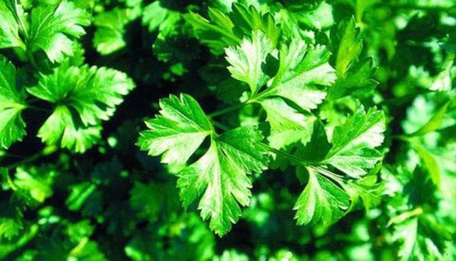 Günde 7-8 adet maydanoz yemek günlük ihtiyacımız olan C vitamini ihtiyacını karşılamaktadır.