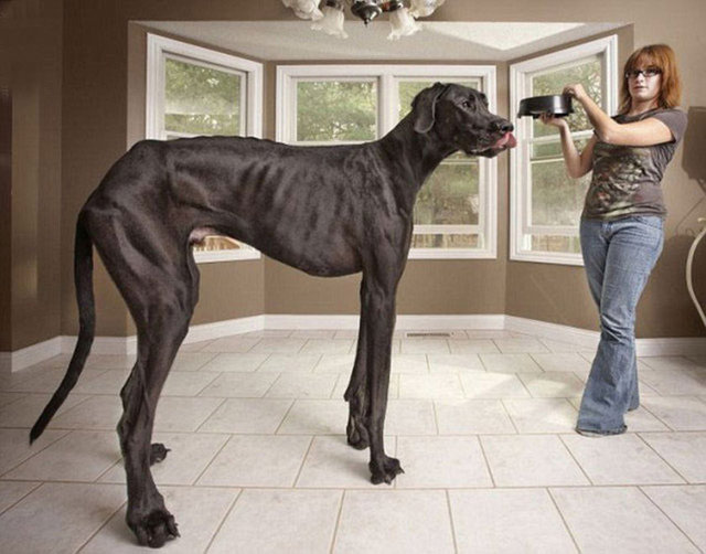 İki metre on üç santimetrelik uzunluğuyla dünyanın en uzun köpeği unvanını elinde bulunduran Zeus adlı Danua cinsi köpek hayatını kaybetti.