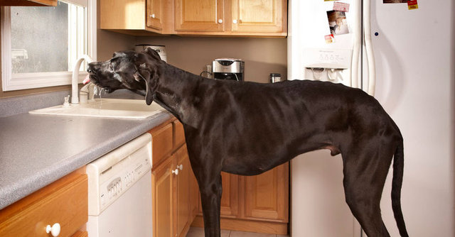 Köpeğin ölümü sonrası sahibi Kevin Doorlag, Zeus'un ölümünden dolayı çok üzgün olduklarını belirtti.