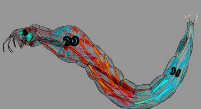 Tatarcık sineği larvasının bu fotoğrafı 54 görüntünün aydınlatılarak bilgisayarda birleştirilmesiyle meydana gelmiş.