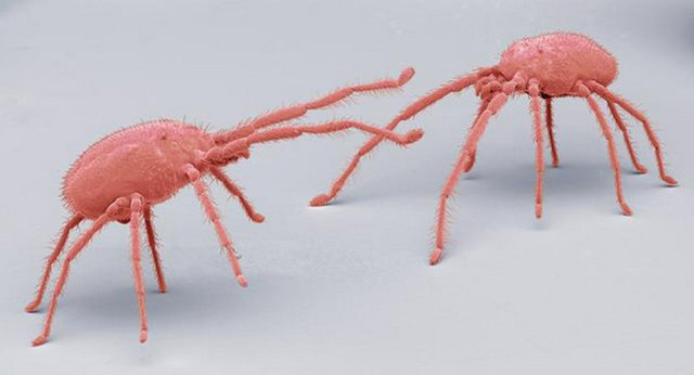 Taramalı elektron fotoğrafı (SEM) ile görüntülenmiş iki minik bit.