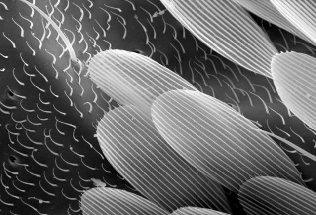 Yaz aylarında en nefret edilen hayvanın bir kısmı...