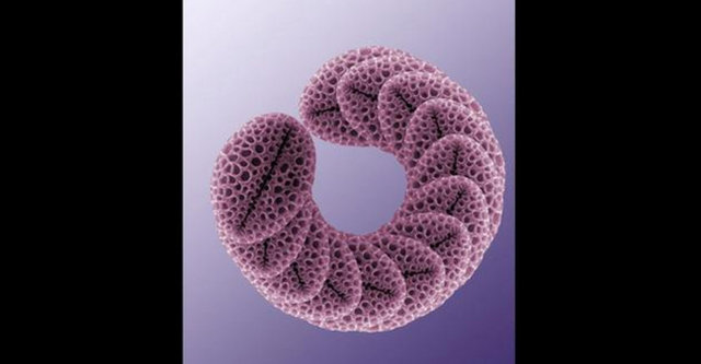 Renklendirilmiş altın çanak bitkisi poleni.