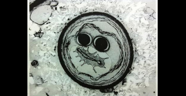 Roma'daki bir yeraltı mezarlığından alınan biyofilm örneklerinde bulunan siyanobakteri.