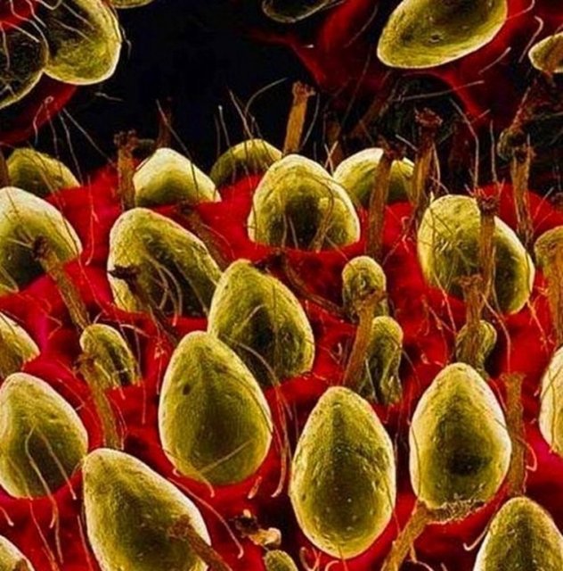 İlkbaharın sonlarına doğru hasat edilen tatlı bir meyve...