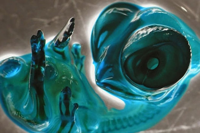 Embriyo halindeki civciv