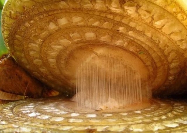 Sizce bu hangi meyve?