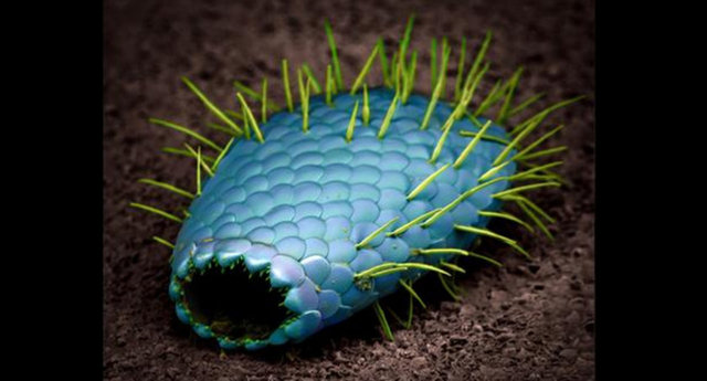 Farklı renklendirilmiş ve salgıladığı silika ve iğnelerle kabuğunu oluşturan bir amip.