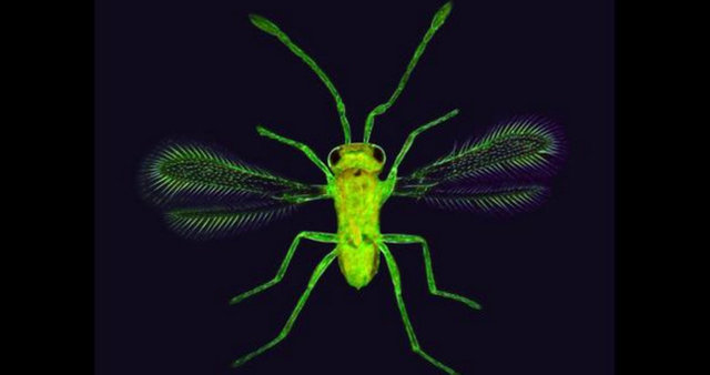 Mikroskopta özel aydınlatma yoluyla görüntülenmiş peri sineği.