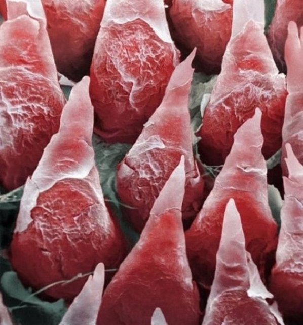 Ne olduğunu anlayabildiniz mi?