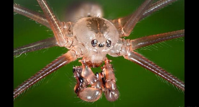 Uzun bacaklı örümceğin bu ayrıntılı fotoğrafı onun neden "kafatası örümceği" olarak da anıldığını açıklar nitelikte.