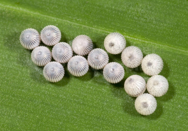 Kelebek yumurtası (Kozası)