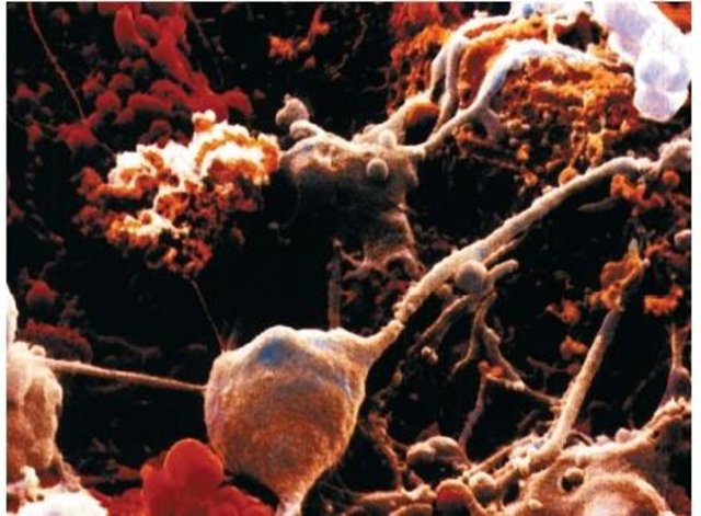 Vücudumuzdaki en önemli organımız...