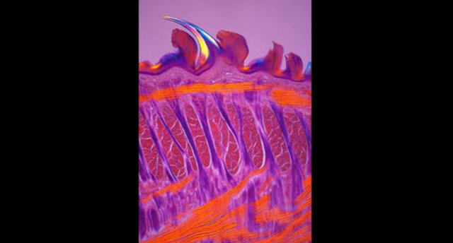 Kedi dilinden bir kesit.