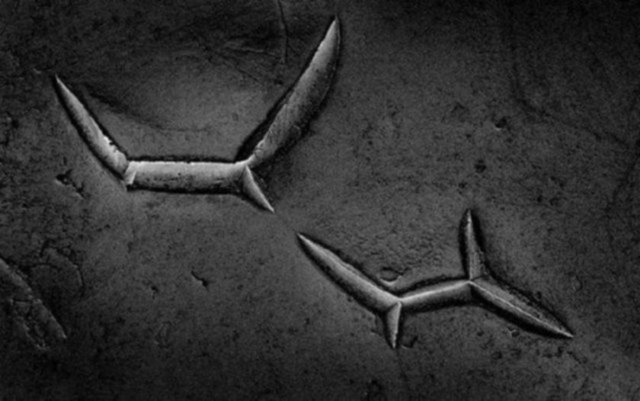 Bu bir meyvenin tohumu