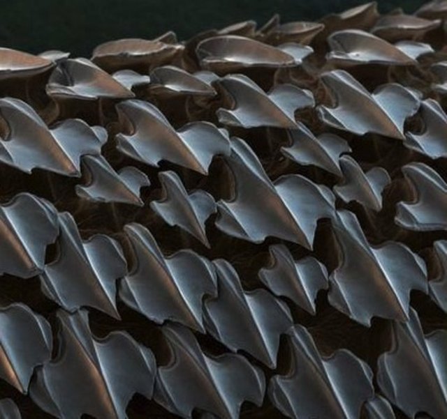 Yırtıcı bir hayvanın sertliğiyle tanınmış derisi, ama hangi canlı?