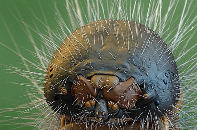 Мошка гнус под микроскопом фото челюсти