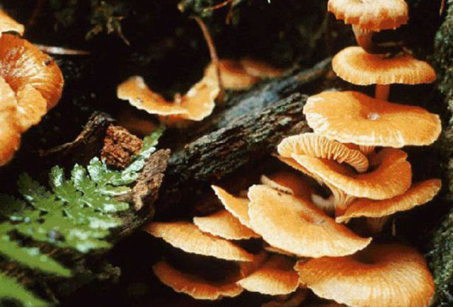 8. Hücrelerimizin 90%'ı mantar ve bakteri hücrelerinden oluşur.