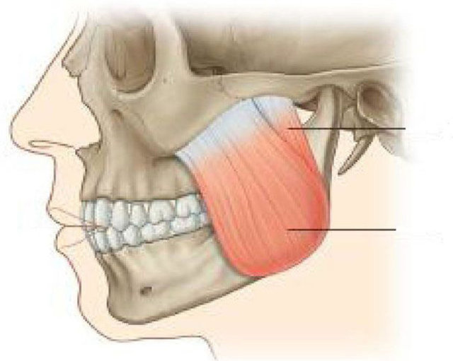 19. Vücudumuzdaki en kuvvetli kas, ağzımızda bulunan çiğneme kasıdır.