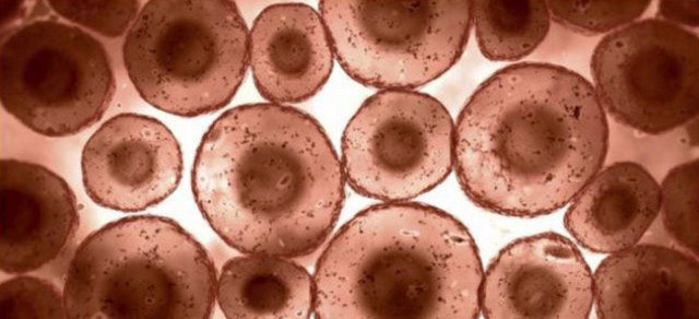 21. Vücudumuz her saniye 25 milyon yeni hücre üretir. Her 13 saniyede bir Amerika'daki tüm insan nüfusundan daha fazla hücre üretiriz.