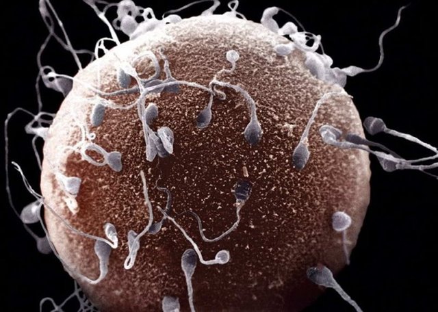 İnsan vücudundaki en büyük hücre, kadın yumurtasıdır. İnsan vücudundaki en küçük hücre ise sperm hücresi.