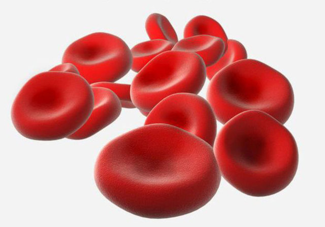 6. Kırmızı kan hücreleri sadece 20 saniyede tüm vücudunuzu dolaşır.