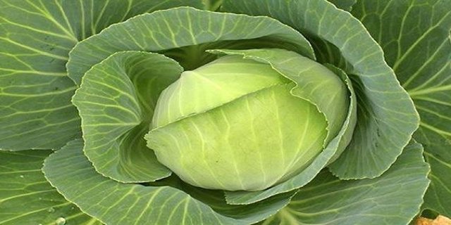 LAHANA: -  - İçindeki bazı enzimler cinsel gücü artırıyor. Araştırmalar lahana yiyen erkeklerin yüzde 90'ının aşırı cinsel istek duyduğunu kanıtlıyor.