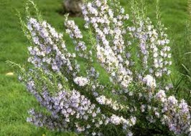 KUŞDİLİ: -  - Tüm salgı bezlerini dengeli bir şekilde çalıştırır. Erkeklerde de kadınlarda olduğu gibi cinsel iktidarsızlığı giderir.