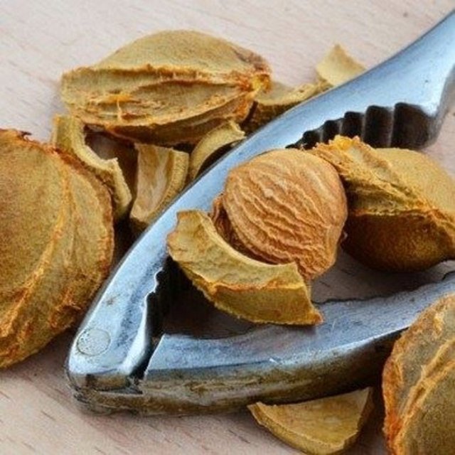 Kayısı çekirdeklerinin içindeki tohumu atıyor musunuz? Bir daha düşünün! Amigdalin, B17 ve E vitamini deposudur.
