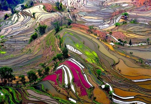 Teras Rice Fields, Çin -