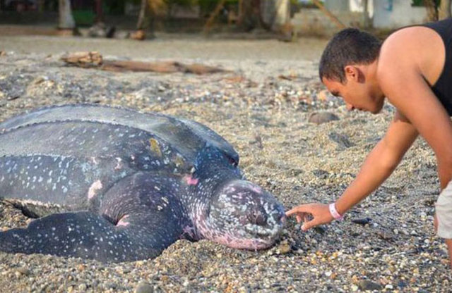 Normalde zararsız ve sevimli görünen Leatherback Kaplumbağa'sını ağzının içi şaşırtıyor.