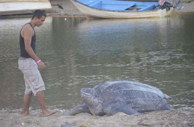 Deri sırtlı Leatherback Kaplumbağası 2 metreye ulaşabilen boyu ve 600 kilograma varabilen ağırlığıyla, yaşayan en büyük deniz kaplumbağası olarak kabul ediliyor.