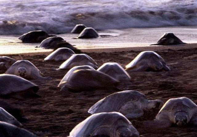 Deniz kaplumbağalarının en küçük türü olan nesli tükenme tehdidi altındaki Olive Ridley deniz kaplumbağaları, Kosta Rika'da plajlara yumurtalarını bırakıp, denize geri dönüyor.