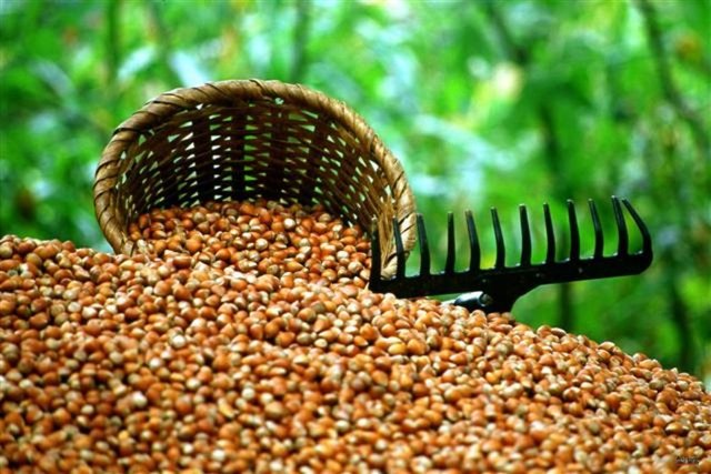 E vitamini içeren fındık, cinsel gücü artmasına da yardımcı oluyor.