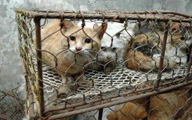 Çinliler her sene yaklaşık 4 milyon kedi yer.