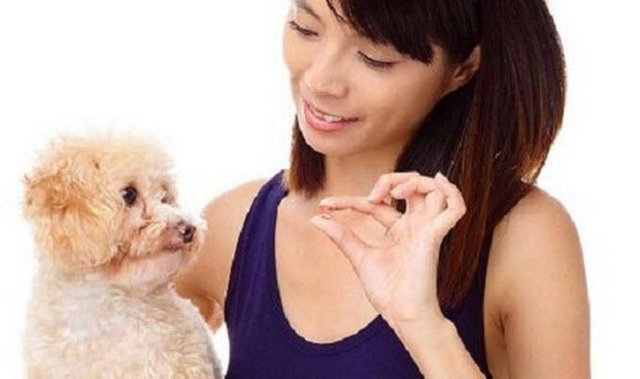 Çinlilerin köpek yediği bilinen bir olay. Son yıllarda Çinliler köpekleri yemekten çok diğer dünyalılar gibi evcil hayvan olarak bakma eğilimine girmiş durumda.