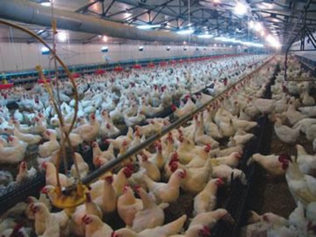 Firma adı:Erpiliç Entegre Tavukçuluk - İli: Bolu - Ciro (TL):840.360.154 - Sektör:Gıda