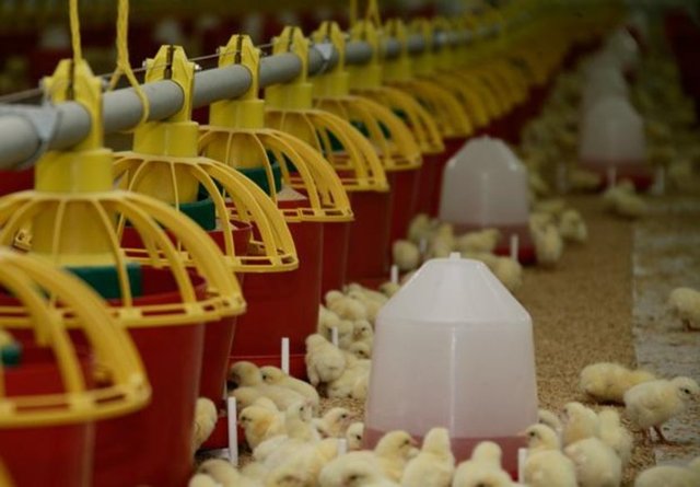 Firma adı:Şenpiliç Gıda Sanayi - İli: Sakarya - Ciro (TL):918.980.174 - Sektör:Gıda