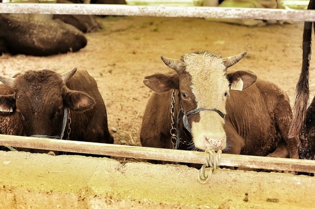 İslâm dininde aile fertleri arasında mal birliği değil, mal ayrılığı esası vardır. Bir aile içinde karı, koca ve çocuklardan her birinin malı ayrı ayrı belirlenmişse kendilerine aittir.