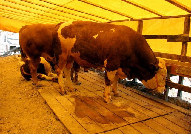 Bu şartlara göre aile fertlerinden dinen zengin sayılan her biri, fıtır sadakası vermekle mükellef oldukları gibi, kurban bayramında da Hanefîlere göre kurban kesmekle yükümlüdürler.