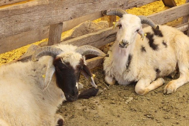 Kulağı kesik veya delinmiş hayvanlar kurban olur mu?  - Bir hayvanın kurban edilebilmesi için, o hayvanda insanlar arasında kusur sayılan ayıplardan birinin bulunmaması gerekir.