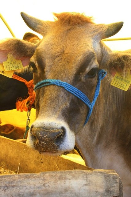 Ailenin fakir olması durumunda etin tamamı da evde bırakılabilir. Ancak durumu iyi olan Müslümanların, toplumda muhtaçların arttığı bir dönemde kurban etlerinin çoğunluğunu hatta tamamını dağıtmaları uygun olur.