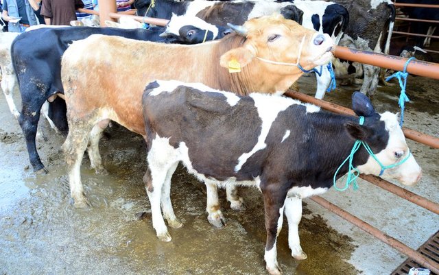 Etlerinin yenmesi helal olan hayvanların, (ister kurban olarak ister başka bir amaçla kesilmiş olsun) kanları, ödleri, bezeleri, idrar torbaları, cinsel organları, husyelerini (yumurtalarını) yemek tahrîmen mekruhtur.