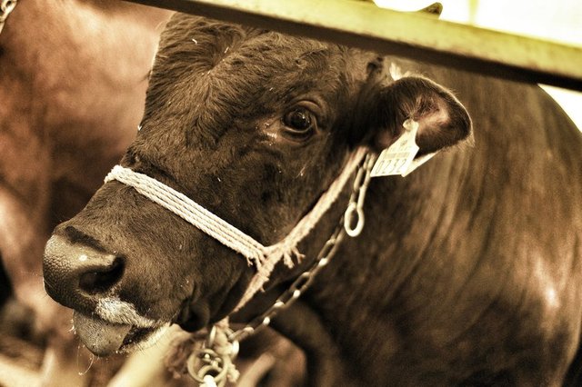 Ailede zengin olan karı-kocadan her birinin ayrı ayrı kurban kesmesi gerekir mi?  - İbadetlerde sorumluluk ve bu sorumluluğun bir neticesi olan ceza ve mükâfat da bireyseldir.