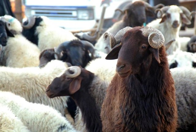 Taksitle kurban alınabilir mi? - Vadeli satış caizdir. Taksit, borcun ödenmesinin belirli birkaç zamana vadeli olarak geciktirilmesidir.