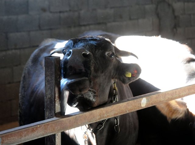 Kurban kesim vakti ne zaman başlar ve biter? - Kurban kesim vakti, bayram namazı kılınan yerlerde bayram namazı kılındıktan sonra; bayram namazı kılınmayan yerlerde ise, fecirden (sabah namazı vakti girdikten ) sonra başlar.