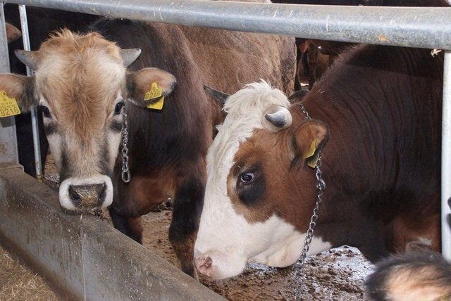 Kurban kesmek yerine sadaka vermekle bu ibadet yerine getirilmiş olur mu? - İbadetlerin; şekil, şart ve rükünleri olduğu gibi hikmetleri, amaçları ve teşri gerekçeleri de vardır.