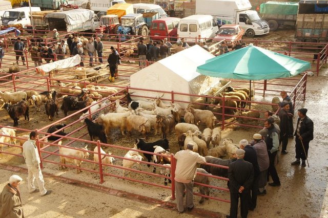 Satın alınan kurbanlığın ölmesi durumunda ne yapılmalıdır? - Satın alınan kurbanlığın kesilmeden önce ölmesi halinde satın alan kişinin ekonomik durumuna göre farklı hüküm uygulanır. Şayet kişi varlıklı ise, yenisini alıp onu keser.